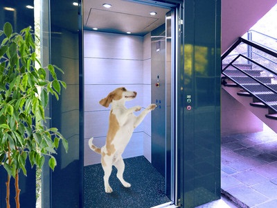 animali in ascensore del condominio